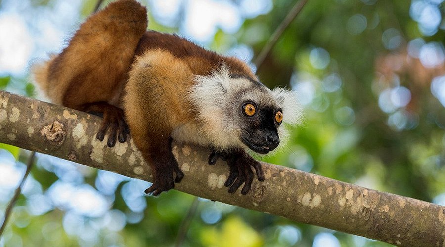 Lemur Encounters