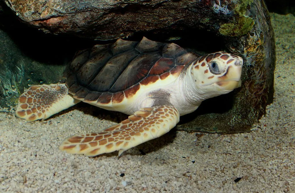 Loggerhead sea turtle